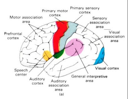 Sensory Integration