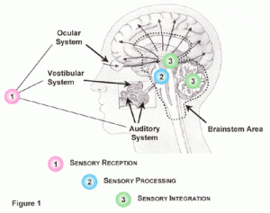 sensory integration